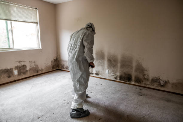 Best Mold Damage Restoration  in Kewanee, IL